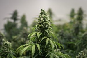 selling CBD flower online