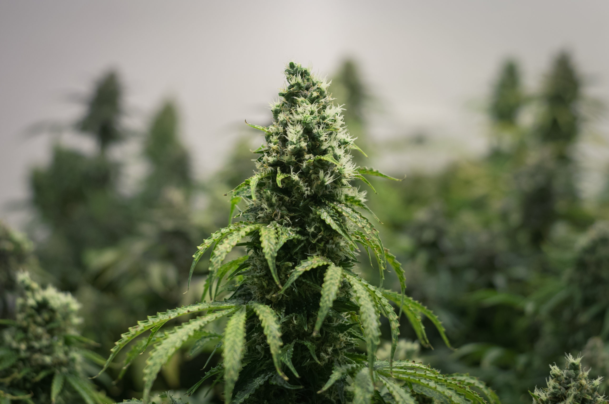 selling CBD flower online