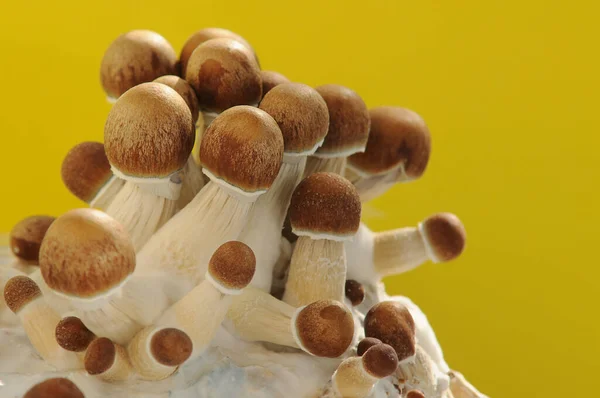 cannabis dispensary toronto